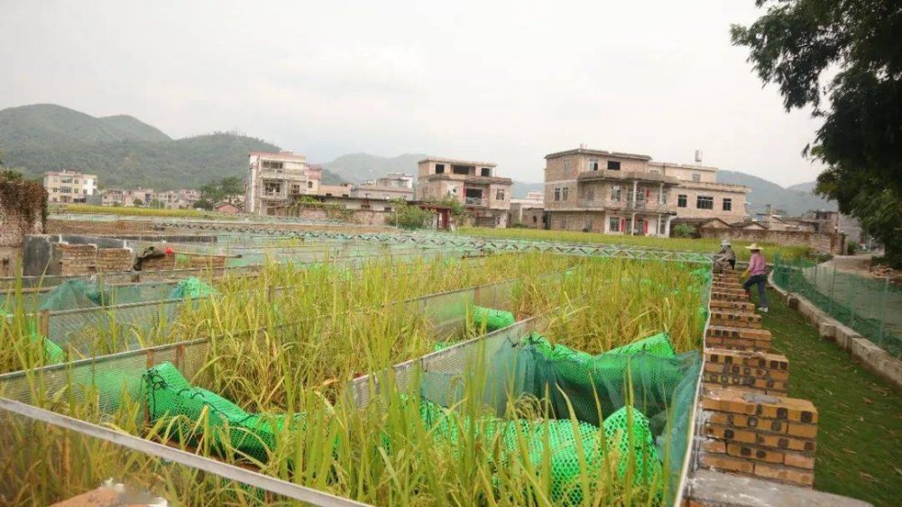 2020年，四川47．12％行政村农村生活污水治理得到有效提升。